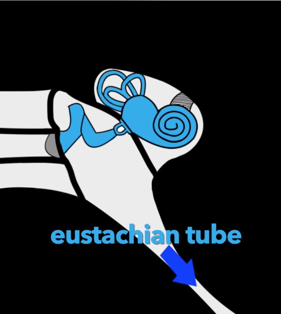 eustachian tube